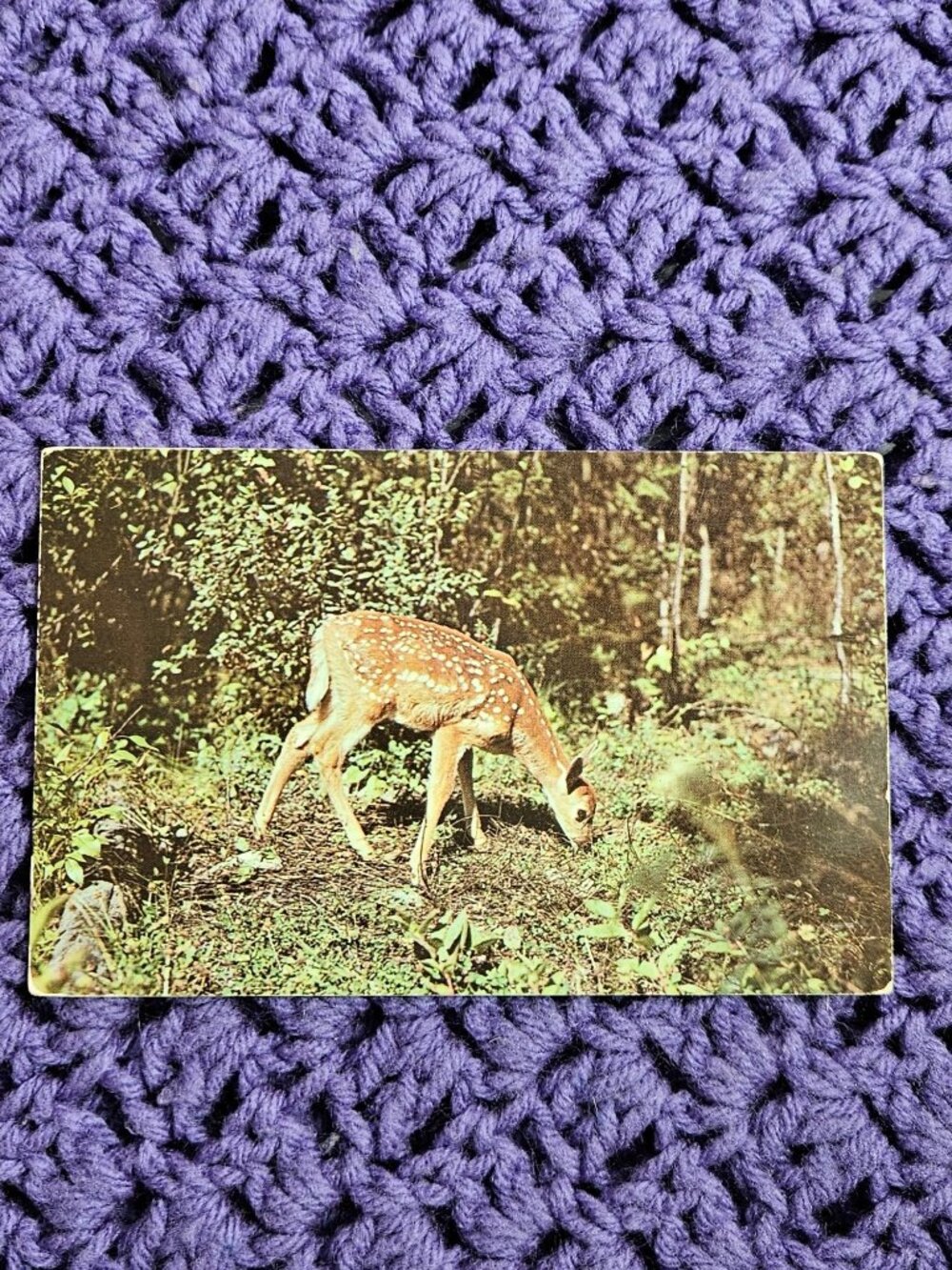Nature's Darling Deer Postcard